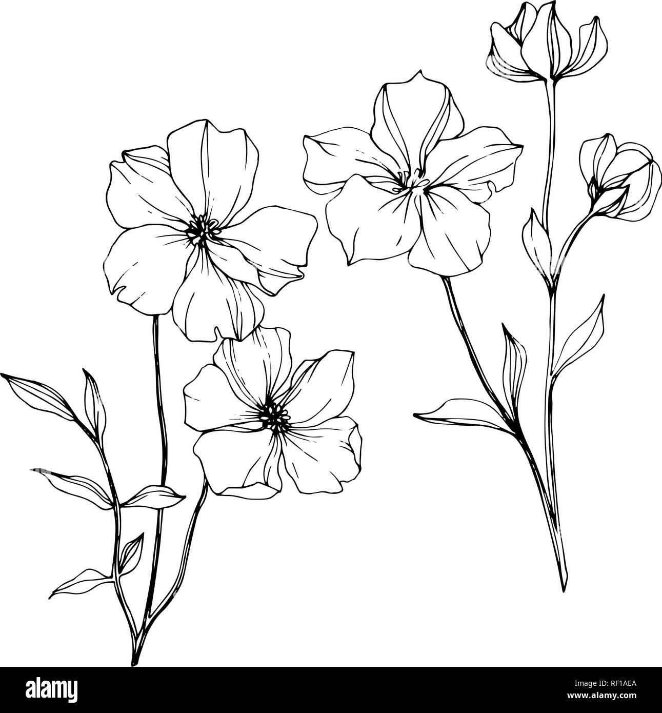 Vector floral fleur de lin botanique. Lame de ressort sauvages isolés de fleurs sauvages. Gravée en noir et blanc L'art d'illustration de lin isolés élément. Illustration de Vecteur