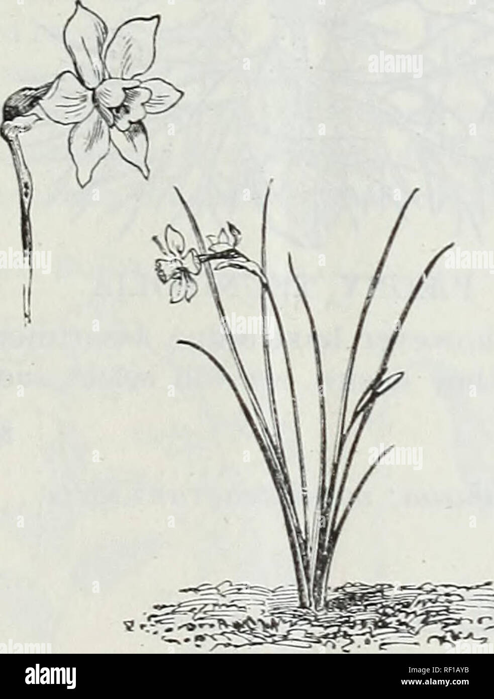 Catalogue De Bulbes à Fleurs Hollandais Et Dautres Racines