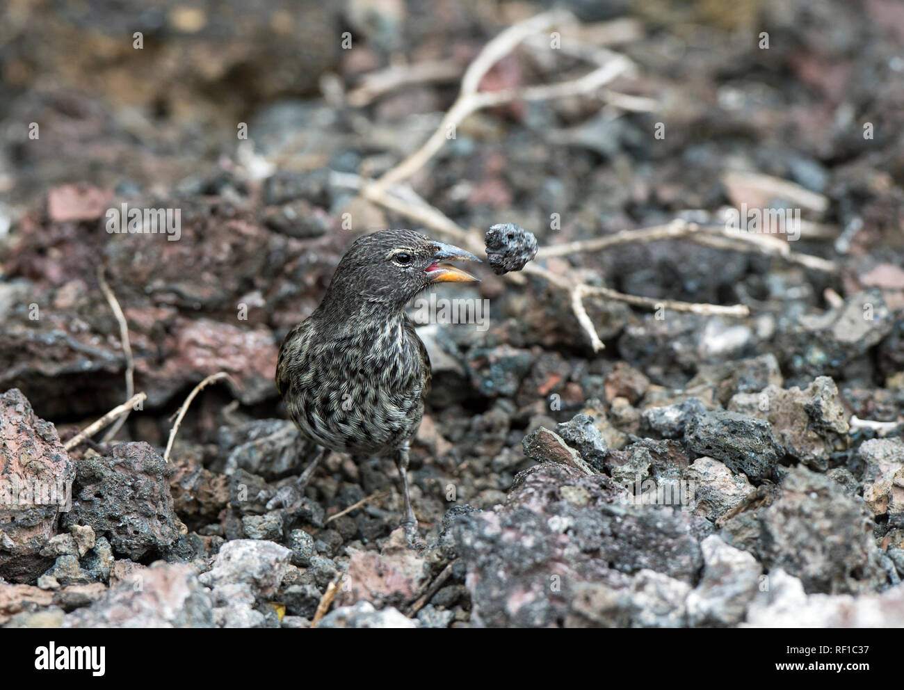 La masse moyenne finch Darwin Finch (Geospiza fortis) retirer les pierres à la recherche de nourriture, l'île Isabela, îles Galapagos, Equateur Banque D'Images