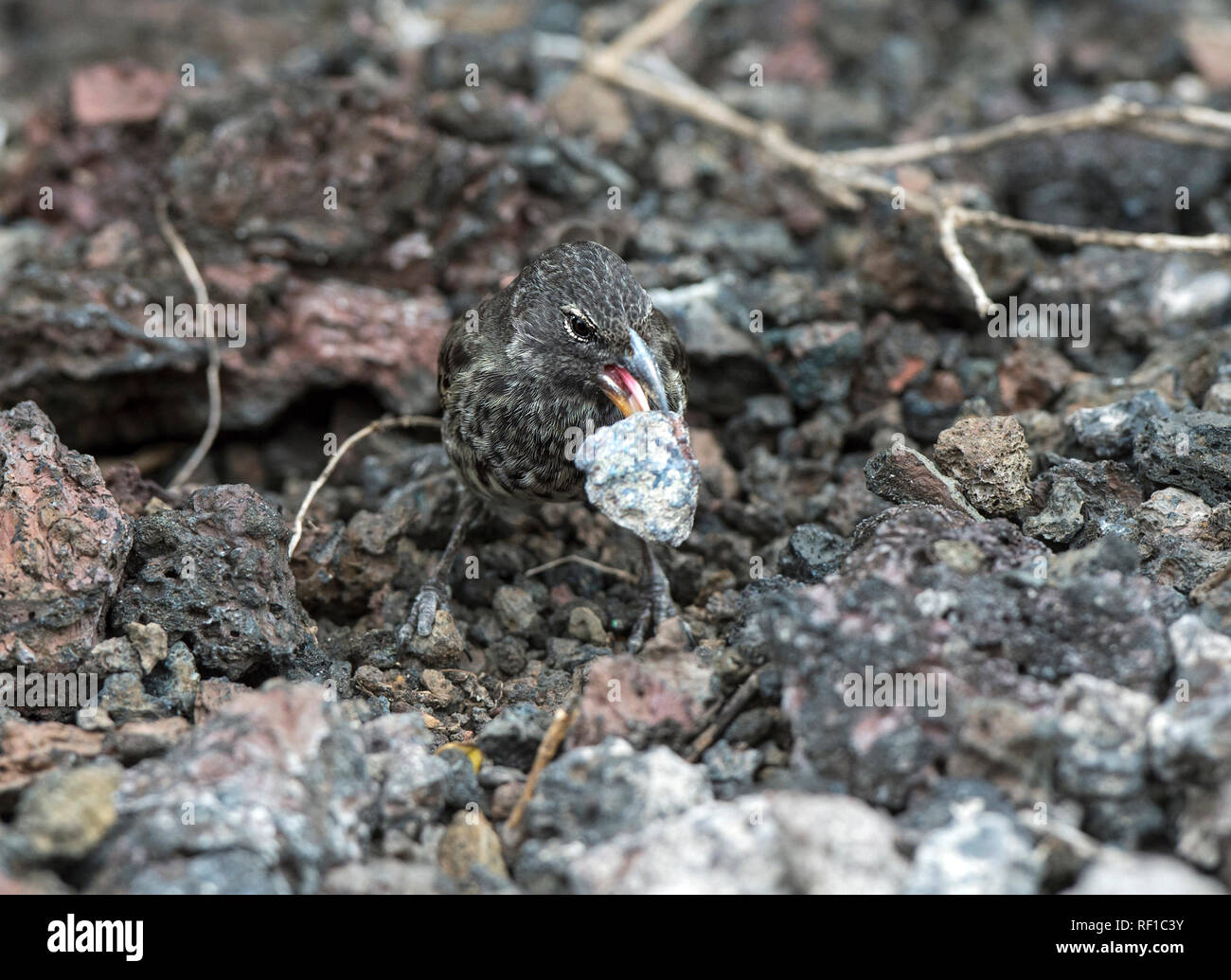La masse moyenne finch Darwin Finch (Geospiza fortis) retirer les pierres à la recherche de nourriture, l'île Isabela, îles Galapagos, Equateur Banque D'Images