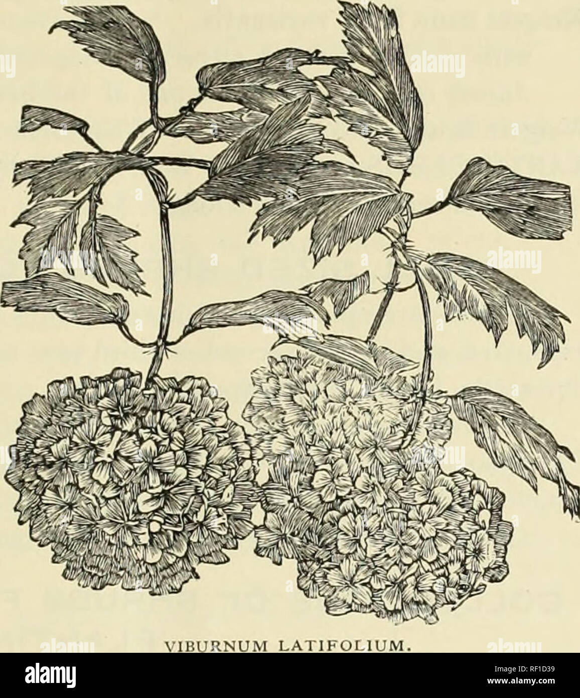 . Choix de catalogue arbres arbustes rustiques roses et des plantes. Pépinières (Horticulture) New York (État de New York) ; Catalogues Catalogues des Plants des Arbres ; plantes ornementales ; catalogues, catalogues de fruits. Catalogue de HARDY ARBRES, ARBUSTES, ETC. 37 Syringa villosa*. Une nouvelle et distincte de lilas du Japon. Grands panicules de fleurs blanches délicieusement parfumé et rouge violacé ou bourgeons de couleur rose. Les plantes fleurissent abondamment et les jeunes, deux ou trois semaines plus tard que d'autres lilas. Très grande richesse de feuilles vertes, de forme et de taille semblable à celles de l'Chionanthus ou contour blanc. Extra Fine. # &Gt;i et 1,50 $. Syr Banque D'Images