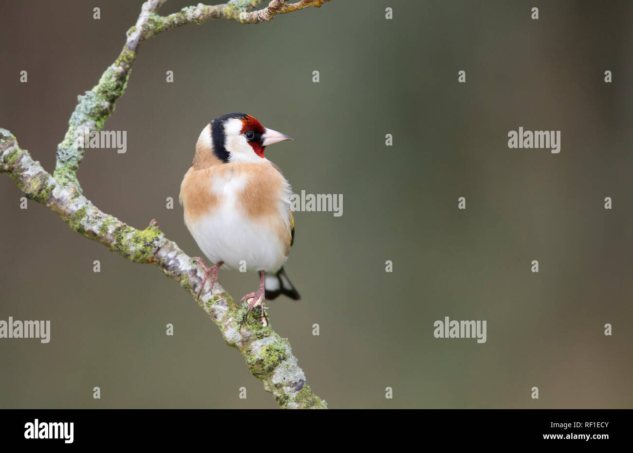 Chardonneret,Carduelis carduelis,sur une branche en hiver Banque D'Images