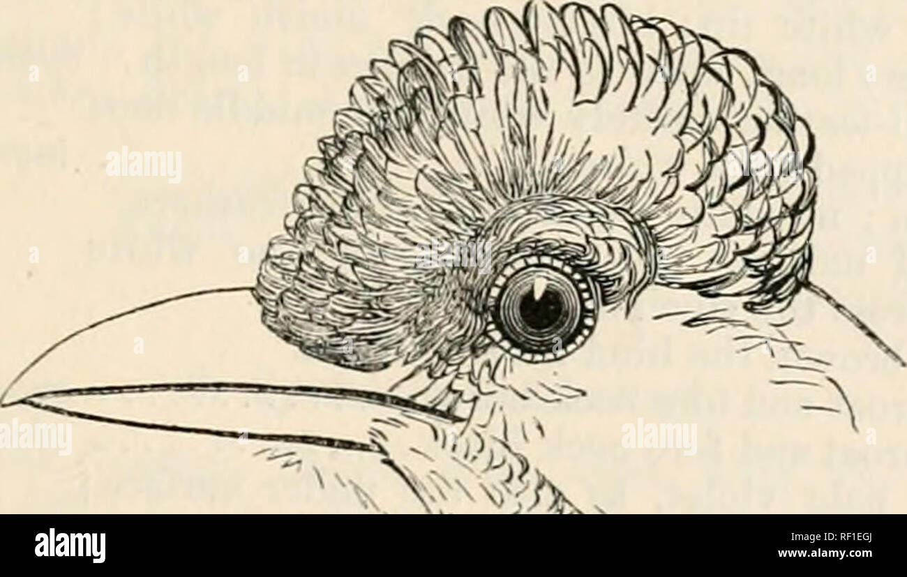 Catalogue Des Oiseaux Dans Le British Museum 29 Cyanocouax