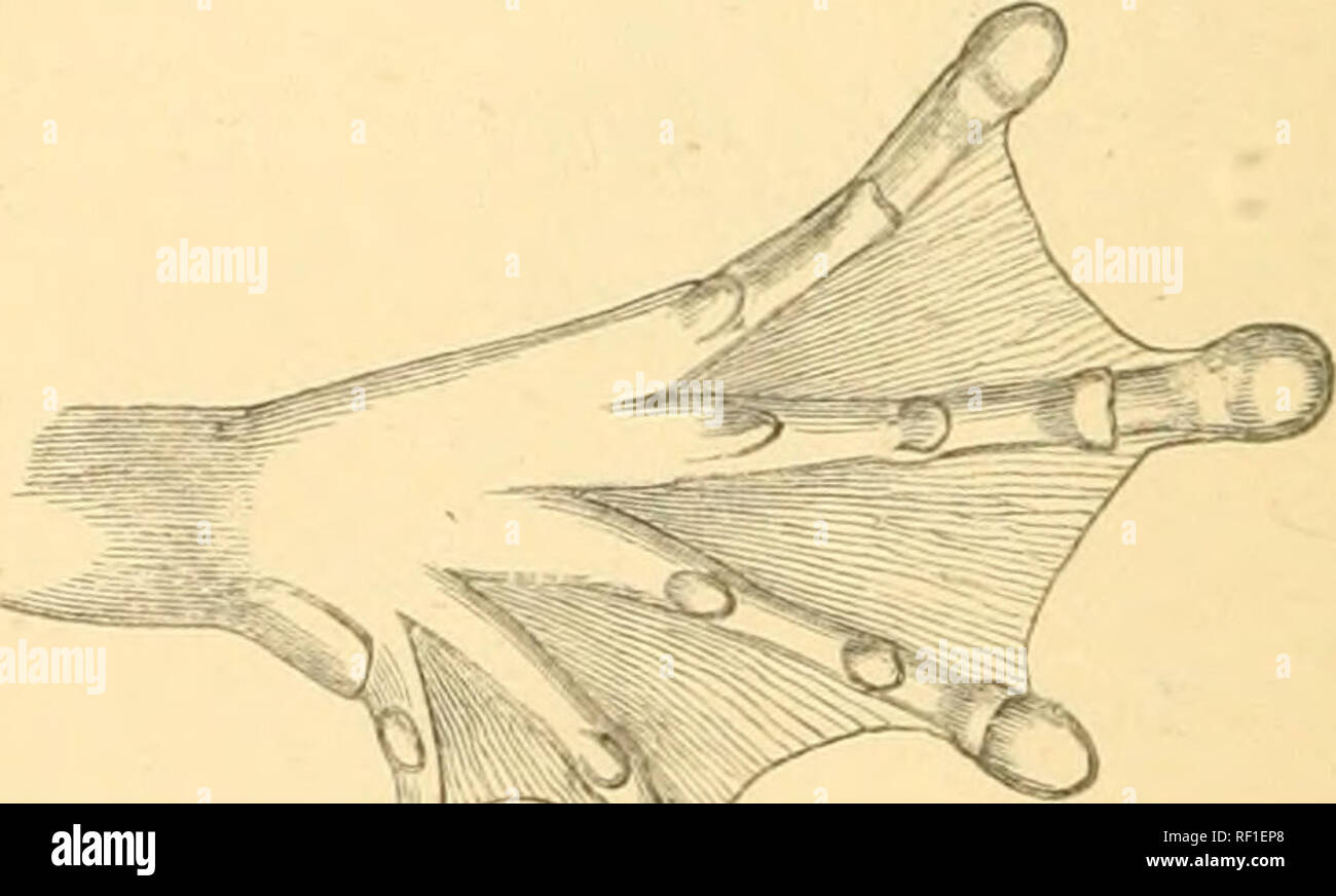 . Catalogue de l'Batrachia Salientia s. Ecaudata dans la collection du British Museum. Les amphibiens. La surface inférieure de la main. Surface inférieure du pied. Yomerine dents dans deux petits groupes entre le choanoe. Tym- panum un tiers le widlh de l'œil. Les deux tiers des doigts, orteils palmés disques entièrement ; grand ; un petit tubercule métatarsien interne, émoussé. La patte arrière en avant dans le corps, l'angle tibio-tarsien atteint d'articulation à l'avant de l'œil. 8kin sha- écologisés ci-dessus, sous granulaire. Brun violacé uniforme ci-dessus. L'Afrique de l'Ouest. a. Cameroun $.. Veuillez noter que ces images sont extraction Banque D'Images