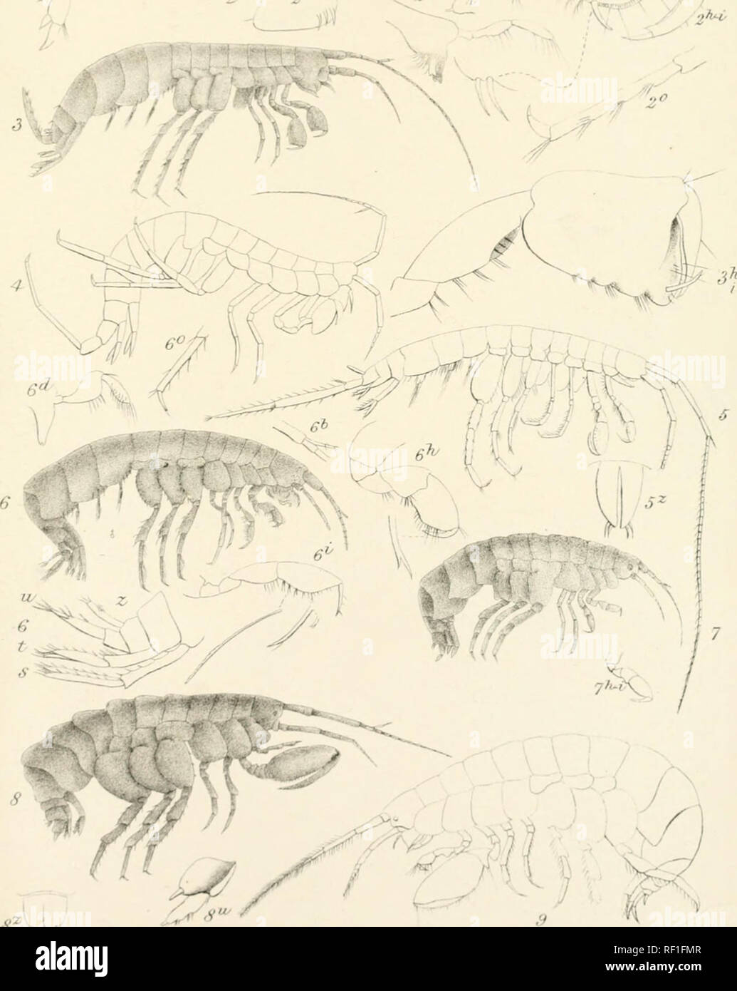 . Catalogue des spécimens d'amphipodous les crustacés dans la collection du British Museum par C. Spence Bate. Amphipodes. I I 1'. Lltfa UtaLCS£.XLB l.^sargtus Niphar-nous. 2.N.fontanus 3.N.kDchiaaus 4.N.puteanus. S.Eriqpis eJongata.. G.CrangCfnyx Sutterraneus. 7 C.Erraanii Gamraai. y.-allii.hrc/icaiulata. 9. 'CrBnisi lieusis.. Veuillez noter que ces images sont extraites de la page numérisée des images qui peuvent avoir été retouchées numériquement pour plus de lisibilité - coloration et l'aspect de ces illustrations ne peut pas parfaitement ressembler à l'œuvre originale.. British Museum (Natural History). Département de zoologie ; Banque D'Images