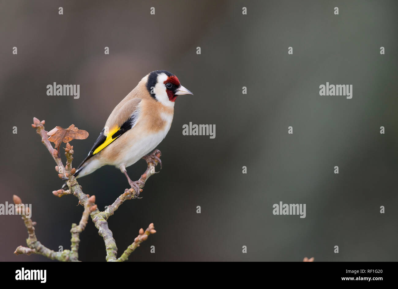 Chardonneret,Carduelis carduelis,sur une branche en hiver Banque D'Images