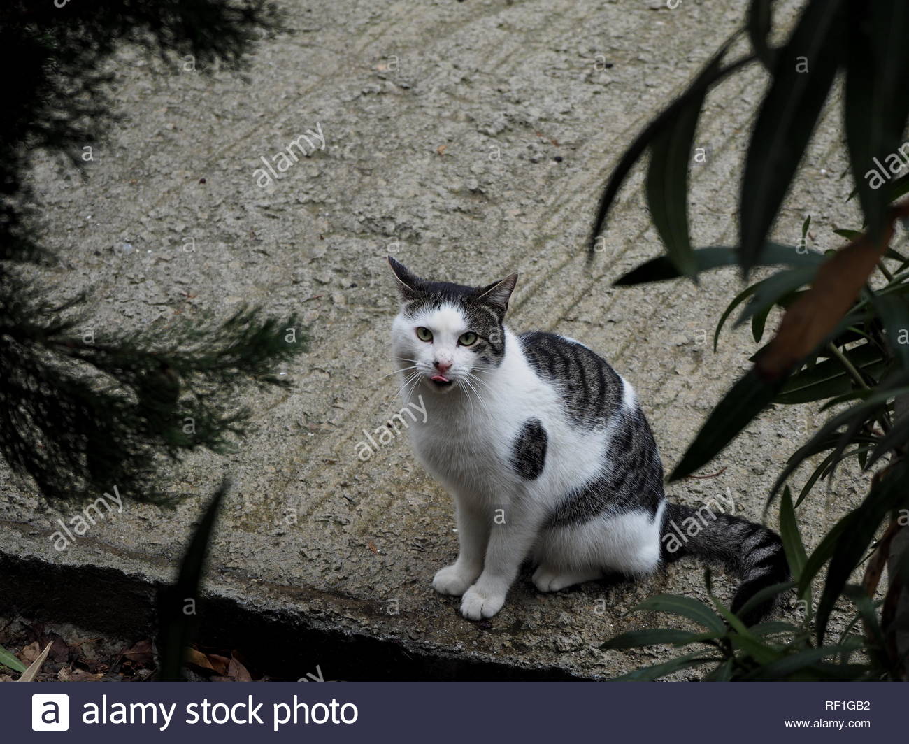Couleur Gris Foncé Et Blanc Chat Errant Avec Nez Rose Alors
