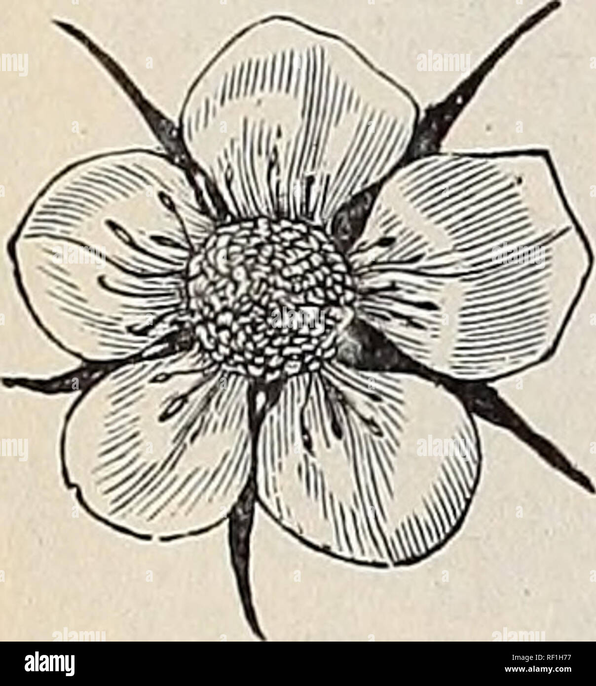 . Catalogue 1894 : tout pour l'arboriculteur. Pépinières (Horticulture) Ohio Bridgeport catalogues ; catalogues des plants des arbres de fruits ; fruits ; écrou Catalogues Catalogues des plants des arbres ; les catalogues des Plants des Arbres ; les fleurs de catalogues. Les fraises. CULiTURE.-Plusieurs points sont à retenir en ligne tliis de l'horticulture dans sa vie ; d'où, avec expérience de toute une vie, il faut en tirer profit. Il serait inutile pour nous de répéter tous les points que nous avons mis en évidence dans le passé à travers les journaux du pays, exposant les méthodes de culture et de commercialisation de la récolte. Dans ce mémoire, nous ne pouvons que l'espace Banque D'Images