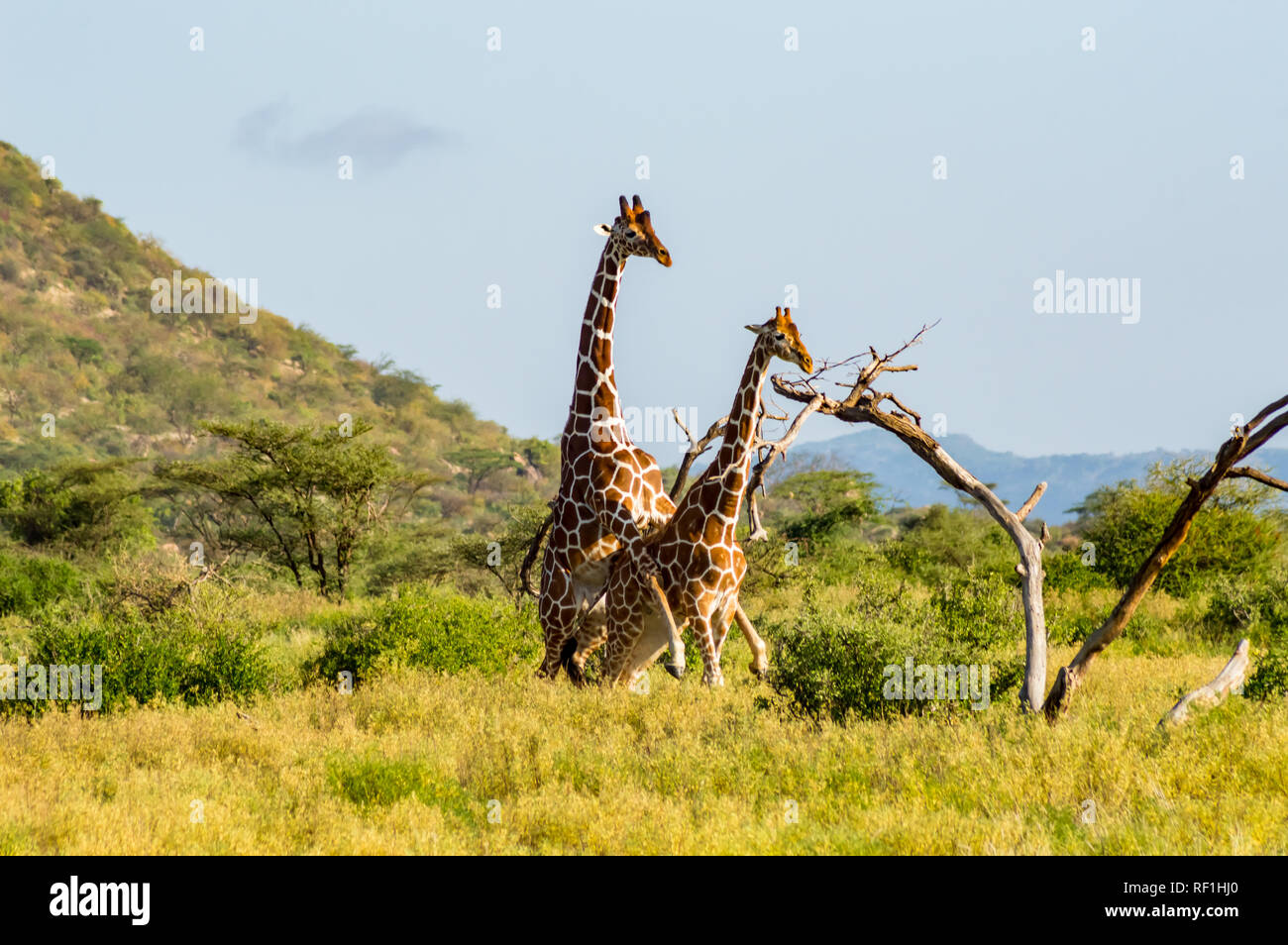 L'accouplement de deux girafes dans la savane du Parc de Samburu dans le centre du Kenya Banque D'Images