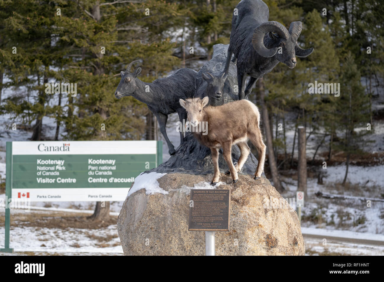 Radium Hot Springs, en Colombie-Britannique, Canada - le 20 janvier 2019 : Le mouflon d'ewe bébé se dresse au sommet d'une statue de mouflons, confus, Rosa Banque D'Images