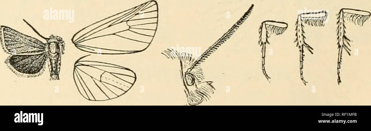 . Catalogue des Lepidoptera Phalaenae au British Museum. Les mites. Noctuelles 130^. aile postérieure teinté de vert, en particulier vers costa ; les veines brun. Ab. 1. albivitta. Aile antérieure avec une bande blanche dans la moitié basale du pli et sometiraes submédians, également une petite tache au milieu de la cellule. Ab. 2. viridissima. Aile antérieure sans la tache blanche ; aile postérieure plus pâles. Bab. La Sibérie ; E., Tfrkestan Kuldja, 1 s ; Tibet, Kuku ni ; Cachemire, Deosai plains 12 000 ft. {Leech), 35 , tj'pe fuscovirens. Ex/). 42-50 millim. 229. Isochlora grumi. IsocMora grumi, Alph. Hor. Soc. Ent. Ross. xxvi. p. 448 (1892) ; id. Rotn. Banque D'Images