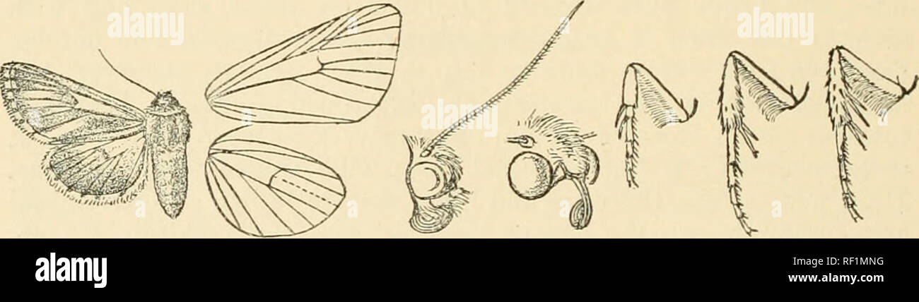 Catalogue des Lepidoptera Phalaenae au British Museum. Les mites. 54  NOCTDIDJS. Genre ^DOPHRON. ^^^^2Mdo ihron, Led. Noct. Euros. p. 180 (1857)  rhodites. Entièrement développé ; Proboscis palpi porrect à juste au-delà
