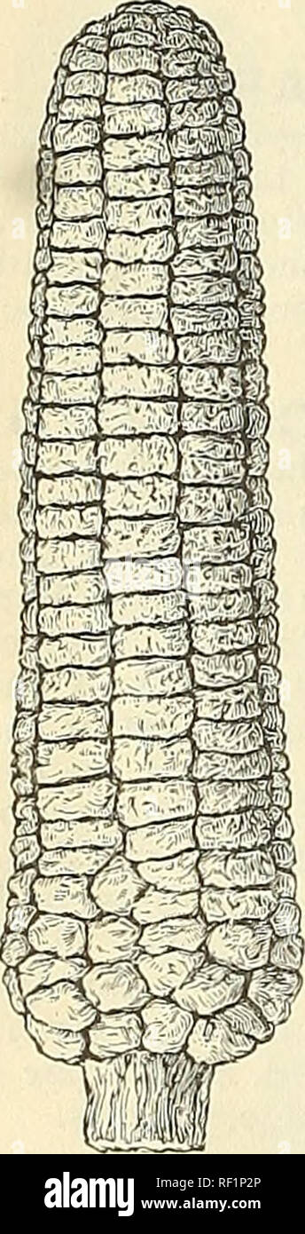 . Catalogue de graines cultivées. Le jardinage United States de l'équipement et des fournitures ; les catalogues de graines de legumes United States catalogues ; graines de fleurs United States catalogues ; Graines Fruits United States catalogues ; graines de céréales ; les outils de jardinage Catalogues Catalogues. Cory Cokn blanc. La bonne terre et Cory variétés', que nous avons lancé il y a quelques années, n'ont pas encore été dépassé dans la précocité ; mais les laquais du maïs, qui nous a présenté à nos clients en 1890, bien que plus tard par quelques jours de notre Cory, seront trouvés à dépasser l'un d'entre eux dans deux qualités très importantes : 1ère, elle a moins de charbon Banque D'Images