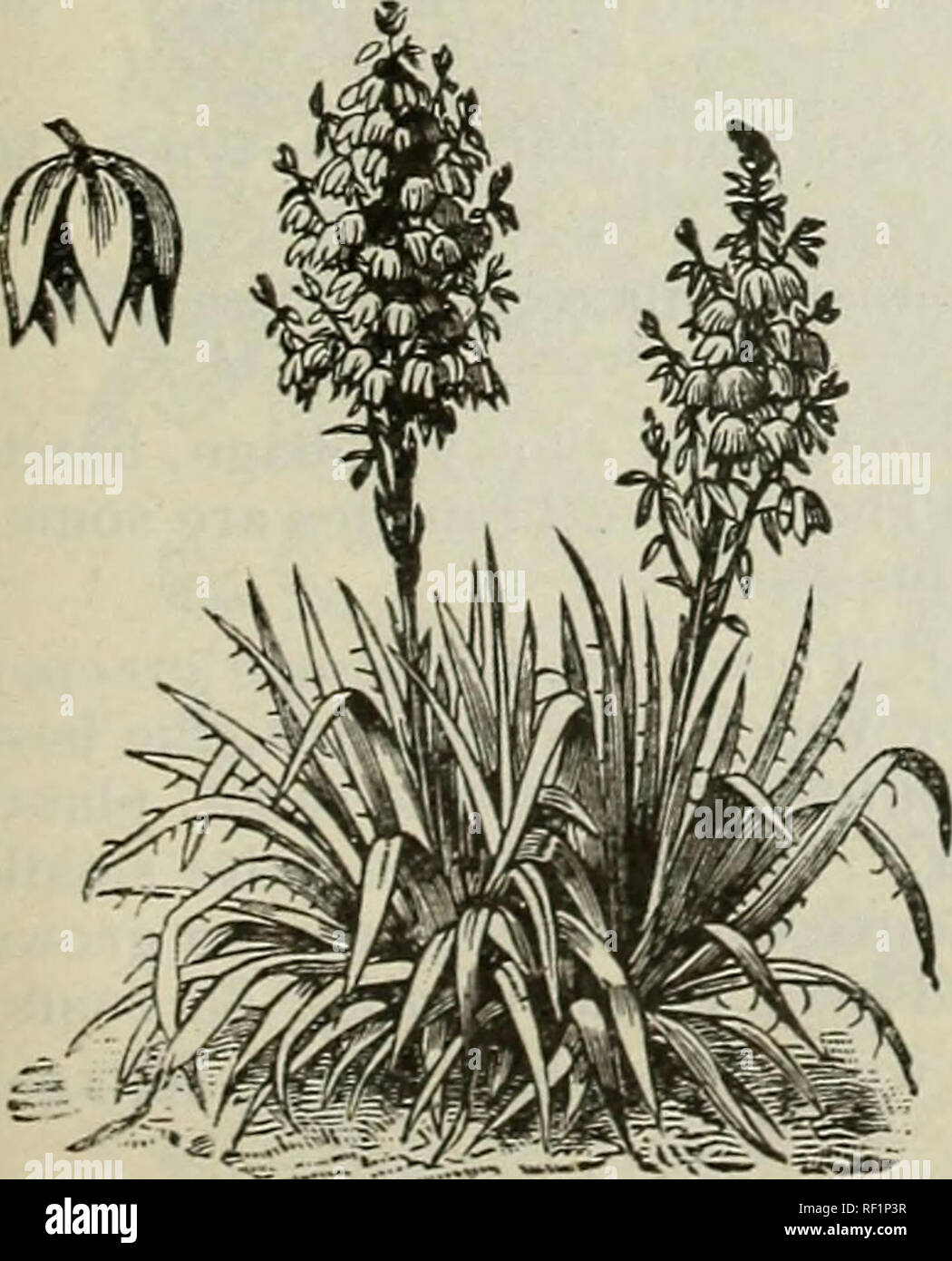 . Catalogue de hardy, arbres d'ornement, arbustes et vignes, hardy fleurs et de grands et petits fruits. Pépinières (Horticulture) Massachusetts catalogues ; les plantes, plantes ornementales ; Catalogues Catalogues des Plants des Arbres arbustes ornementaux ; catalogues ; fleurs ; Catalogues Catalogues des plants des arbres de fruits, des fruits des catalogues. Catalogue de lecture maternelle, Massachusetts - J. W. Manning, propriétaire. -R&gt;7 RHODODENDRONS hybride nommé. De ces Ave ont une très collection supérieure de variétés rustiques qui ont été soigneusement testés. AVe souhaitent notamment faire respecter le fait qu'elle peut être utilisée à d hardiesse, comme nous le déplorons Banque D'Images