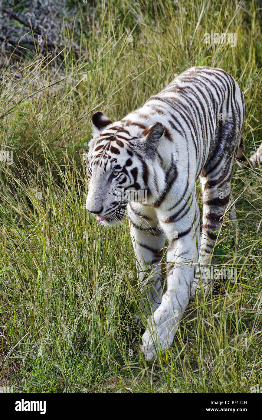 Tigre blanc du Bengale - Panthera tigris tigris Banque D'Images