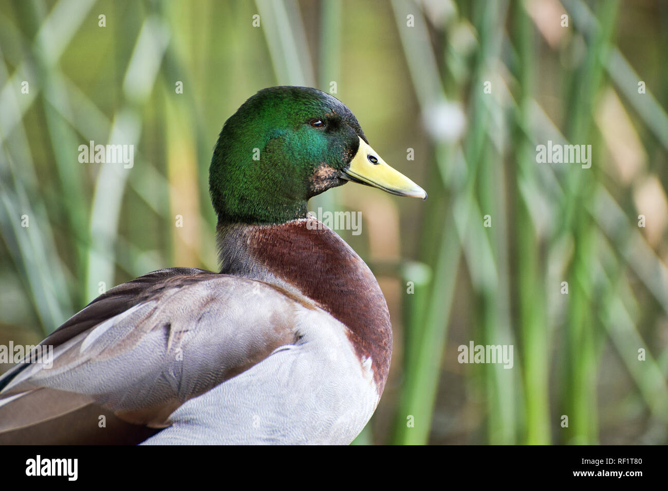 Canard colvert (Anas platyrhynchos) - mâle Banque D'Images