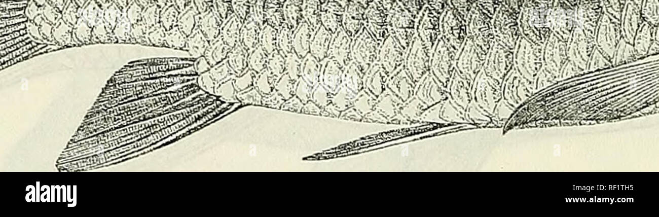 . Catalogue de l'eau douce Poissons de l'Afrique dans le British Museum (Natural History). British Museum (Natural History) ; poissons ; animaux d'eau douce. -. : ., J*- ;'K,Â"VV' ;. .,Â". ,'.  ; : C.. :/, &gt ;'â ¢..  !F,,KÂ" .â:Â -Â ' :. Ducliesnii barbus. Type (P. N.). &Amp ;. 2^-3 entre la ligne latérale et ventrale, 12 tables rondes le pédoncule caudal. Vert, bleu, olive foncé ou au-dessus, blanc en dessous. Longueur totale 300 millim. Lac Tsana et affluents supérieurs de Nil Bleu ; rivière ; Système Hawash Rivière Omo Système ; lacs Abaia et Stephanie. Bahardar, L. Tsana. M. E. Degen (C). Mogre R, Shoa, 6000, pi. R. Ergino, Omo, 3000 Banque D'Images