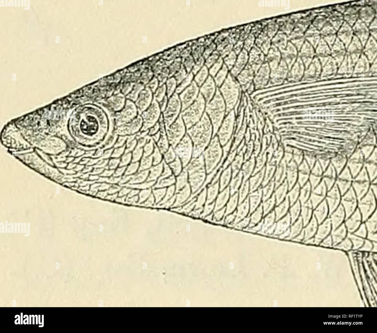 . Catalogue de l'eau douce Poissons de l'Afrique dans le British Museum (Natural History). British Museum (Natural History) ; poissons ; animaux d'eau douce. 90 MUGILIDvE. Ak. Wien, lvii. i. 18fi8, p. 683 ; Moreau, Poiss. France, iii. p. 195 (1881) ; jour, Brit. Le poisson. p. 232, pi. Ixvii. (1881) ; Sinifct, Scand. Le poisson. i. p. 334, pi. xv. fig. 11 (1893). Mugil cephalus, var. B, Delaroche, Ann. Mas. Paris, xiii. 1809, p. 358, pi. xxi. ' Fig. 7. Mugil cephalus (non L.), Risso, Ichthyol. Nice, p. 343 (1810). Mugil labrosus, Risso, Hist. Nat. Eur. Merid. iii. p. 389 (1826). Mugil corrugatus, Lowe, TV. Zool. Afin Banque D'Images