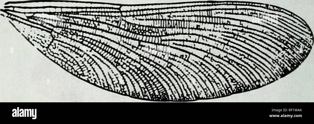 . Catalogue de la famille-groupe, genre-groupe et groupe d'espèces noms des Odonates du monde. Odonata Odonates Libellules ; ; ; ; ; Les Demoiselles Libellules demoiselles. La figure 14. Archineura incarnala des ailes comme Archineura basiialea Karsch (Kirby). Après Belyshev &AMP ;. Haritonov, 1978. Detemiiner ofDragonflies:310, f241 [b069S] [Calopteryx Leach], [1815]. La figure est. Aile postérieure d'Calopleryx virgo Linnaeus (comme l'Agrion vierge). Après Munz, 1919. Mem. amer. enu Soc. 3.p4 3, F 11 B4328] [Calopteryx Leach], [1815]. Veuillez noter que ces images sont extraites de la page numérisée des images qui peuvent avoir b Banque D'Images