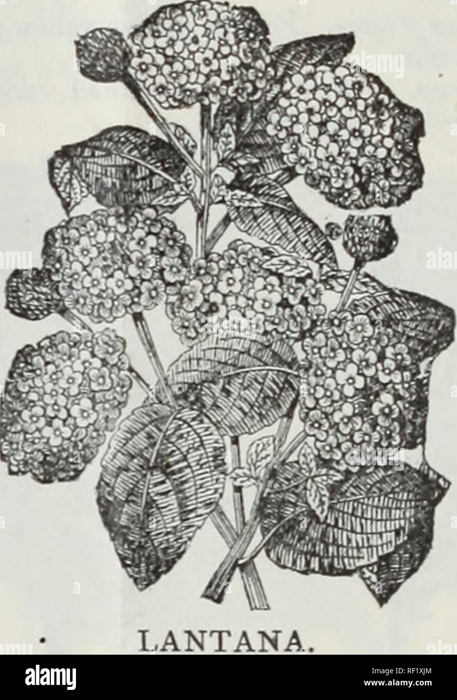 . Catalogue de bulbes à fleurs hollandais et d\u0027autres racines, également les semences et les plantes