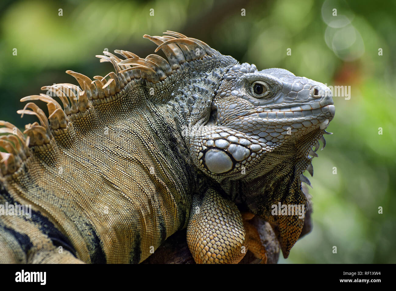 - Iguane vert Iguana iguana Banque D'Images