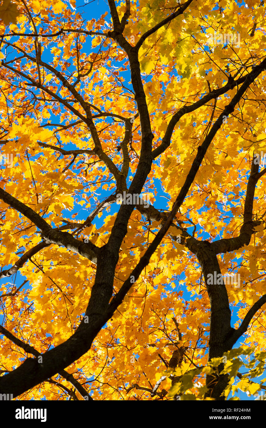 Couleurs d'automne lumineux jaune feuilles d'érable Détail Banque D'Images