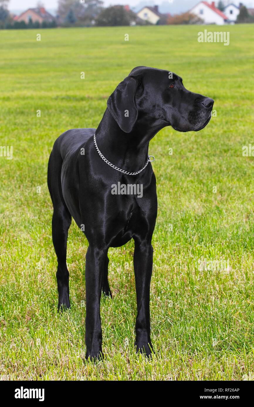 Grand Danois Canis Lupus Familiaris Race De Chien