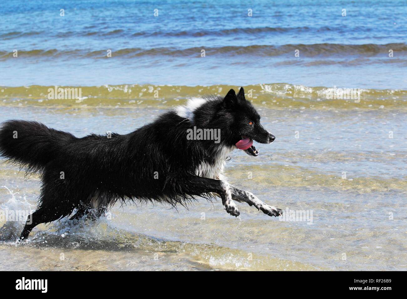 Chien domestique (Canis lupus familiaris), mixed-breed exécuté sur la plage, Schleswig-Holstein, Allemagne Banque D'Images