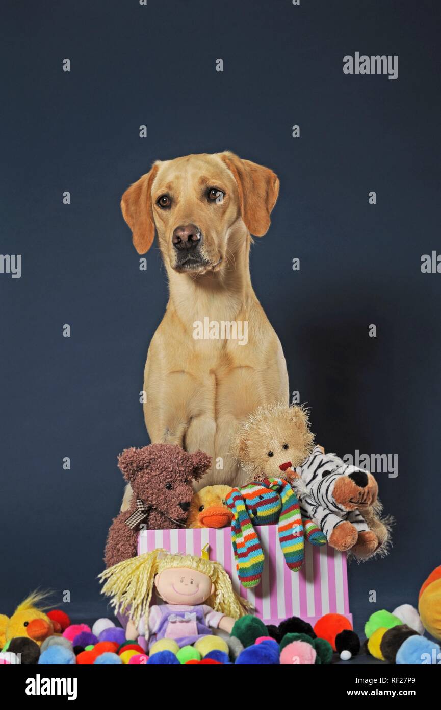 Labrador retriever, jaune, femelle, se trouve dans la case avec des jouets, Autriche Banque D'Images