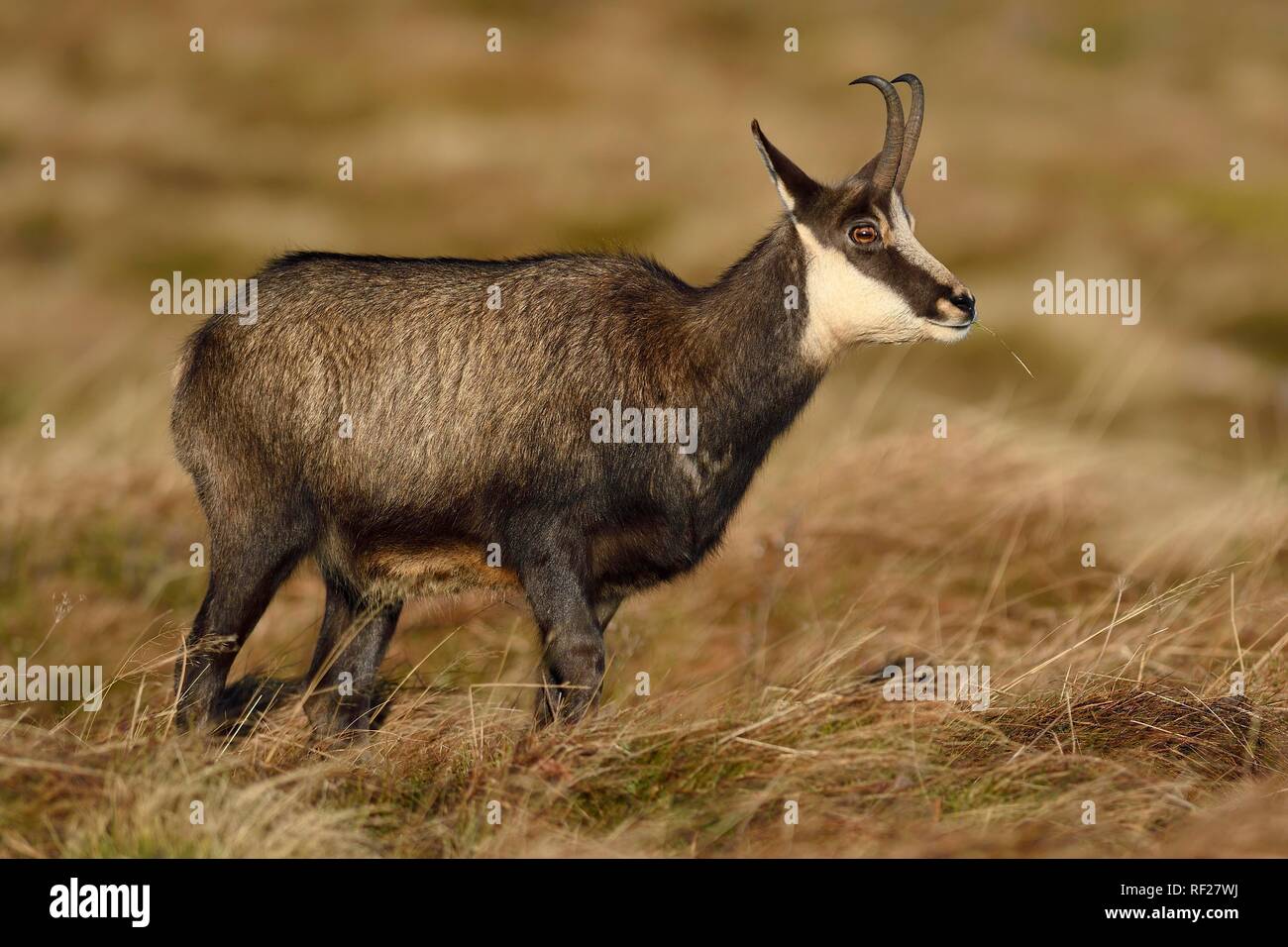 Chamois (Rupicapra rupicapra), buck se trouve sur un pré, décolorée en automne, La Bresse, Vosges, France Banque D'Images