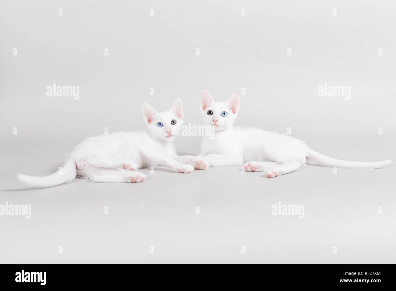 Khao Manee Banque D Image Et Photos Alamy Khao Manee Banque D Image Et Photos Alamy