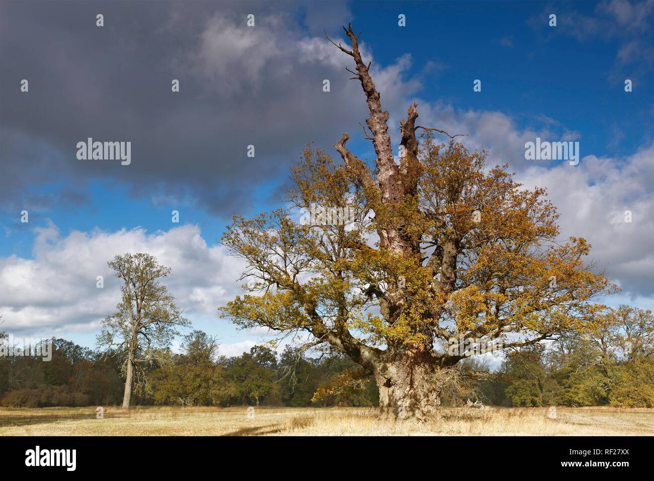 650 ans chêne (Quercus) à l'automne, au milieu de la Réserve de biosphère de l'Elbe, Dessau-RoDessau, Saxe-Anhalt, Allemagne Banque D'Images
