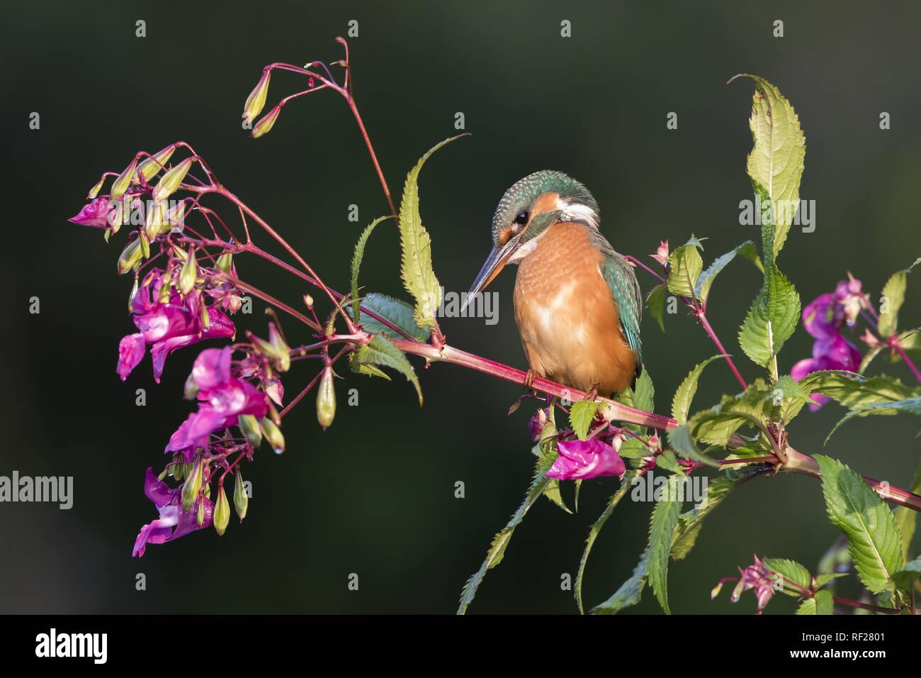 Kingfisher (Alcedo atthis commun), femme, est assis sur une branche du Springkraut (Impatiens glandulifera), Hesse, Allemagne Banque D'Images