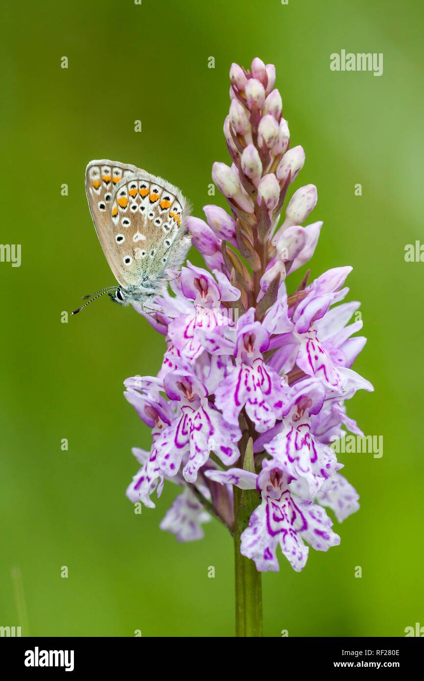 Papillon bleu commun (Polyommatus icarus) sur Heath spotted orchid (Dactylorhiza maculata), Hesse, Allemagne Banque D'Images