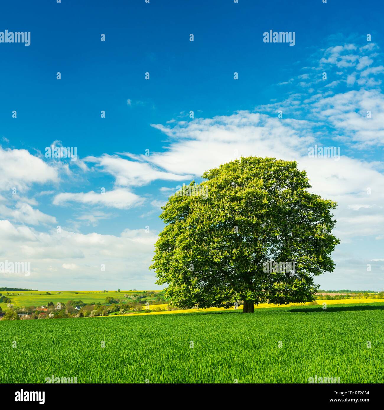 Le paysage culturel, d'arbre solitaire à grainfield, Burgenlandkreis, Saxe-Anhalt, Allemagne Banque D'Images