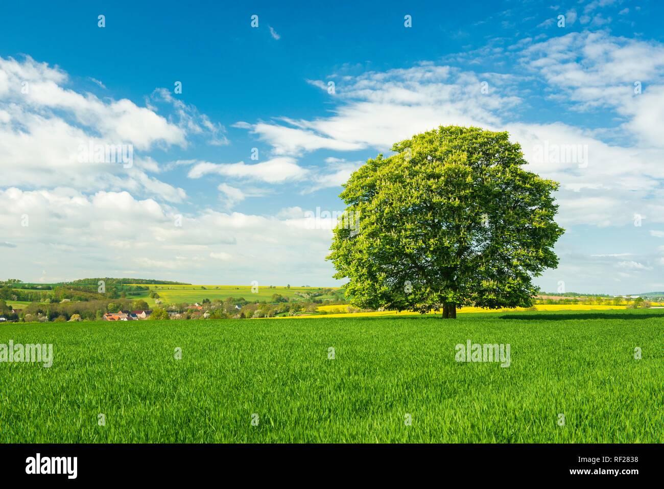 Le paysage culturel, d'arbre solitaire à grainfield, Burgenlandkreis, Saxe-Anhalt, Allemagne Banque D'Images