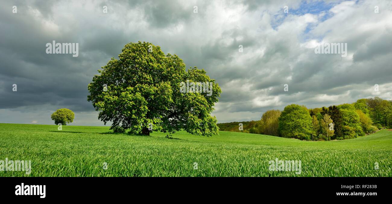 Le paysage culturel, d'arbre solitaire à grainfield, Burgenlandkreis, Saxe-Anhalt, Allemagne Banque D'Images