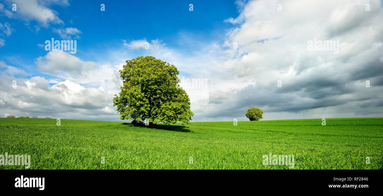 Le paysage culturel, d'arbre solitaire à grainfield, Burgenlandkreis, Saxe-Anhalt, Allemagne Banque D'Images