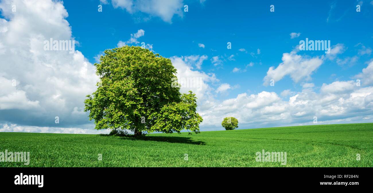 Le paysage culturel, d'arbre solitaire à grainfield, Burgenlandkreis, Saxe-Anhalt, Allemagne Banque D'Images