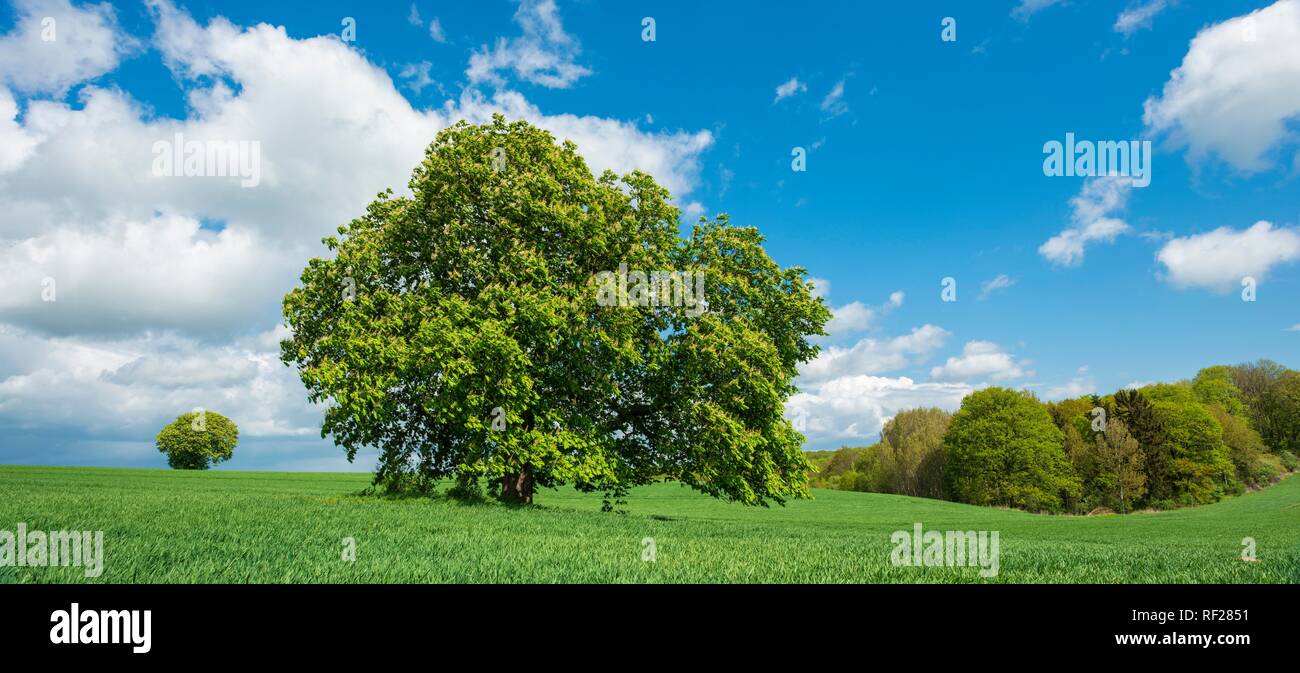Le paysage culturel, d'arbre solitaire à grainfield, Burgenlandkreis, Saxe-Anhalt, Allemagne Banque D'Images