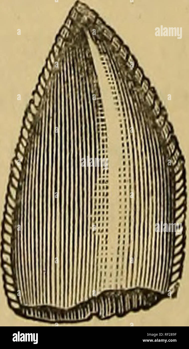. Catalogue de l'combustibles Reptilia et Amphibia au British Museum (Natural History) ... Par Richard Lydekker ... Reptiles, Amphibiens, les combustibles fossiles ;. Epicampodon2 indicus (Huxley).-fragment de mandibule ; du Panchet chambres du bas Grondwanas du Bengale, f. Un aspect latéral ; JB, pos- n e résultats t. ; C, section de la dent. (À partir de la ' Paleeontologia Indica.') Genre THECODONTOSAURUS, Riley &AMP ; Stutchbury3. Dents (fig. 30) avec dentelures oblique sur les deux frontières ; ilium4 (provisoire) d'un type d'Megalosaurian. Visée à cette famille par Marsh. Fig. 30.. Thecodontosaurus platyodon (R. &Amp ; S Banque D'Images