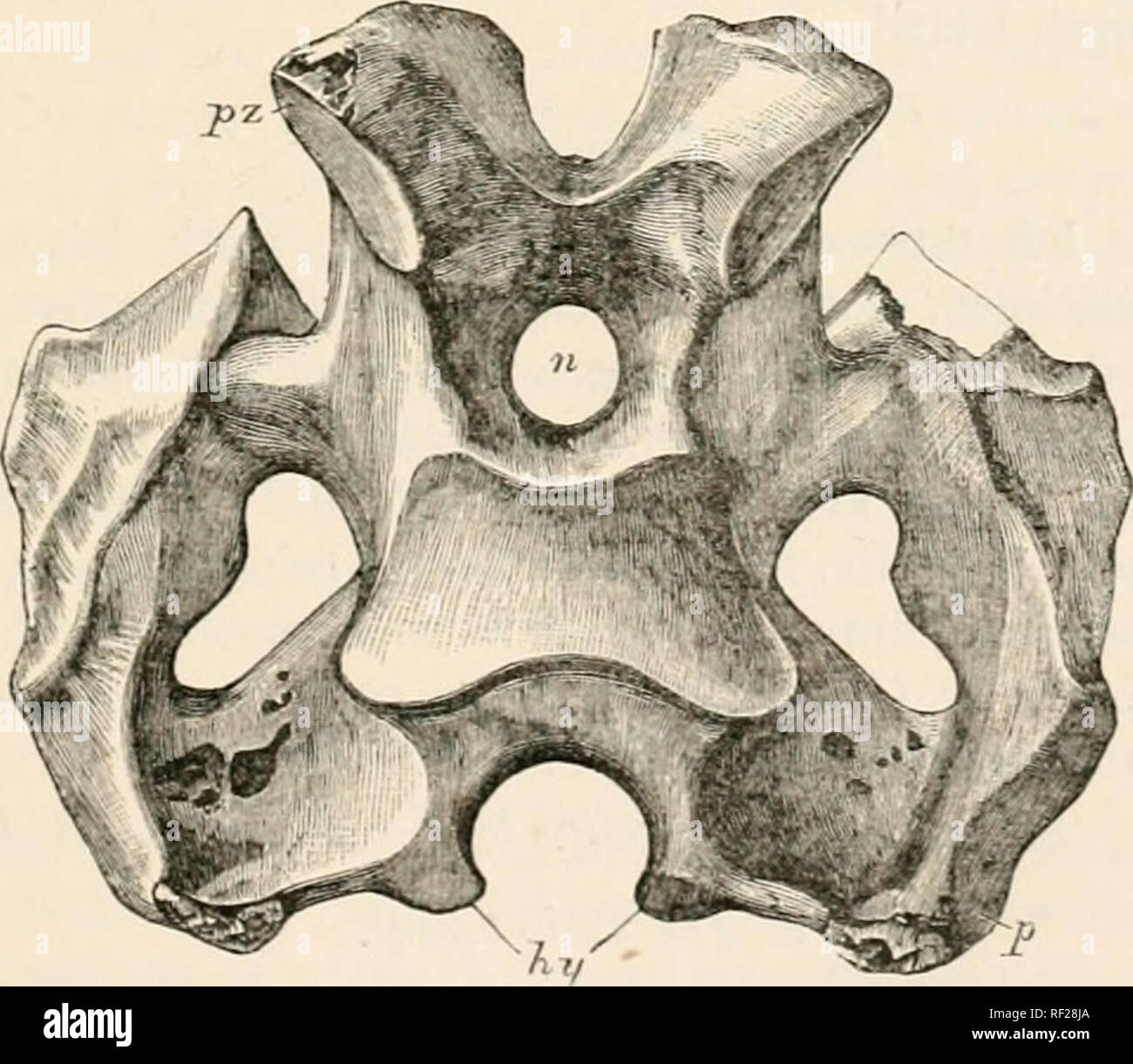 . Catalogue des oiseaux fossiles au British Museum (Natural History). DIXOKXJTHIDJJ. 041' île. lu sa forme et contour général déprimé ce spécimen ressemble au crâne de D. maximus, et diffère de ceux d'Ammahpterijx et Emeus. La ressemblance de Dinornis est especiallj" indiqué sur l'aspect du palais, dans le rhinarial quadratique et régions. Ainsi, la direction de la cavité pour l'accueil du chef de l'os carré s'adresse beaucoup plus en avant que dans les emeus, mais moins que dans Anomaloptery.r.  ? Collection de Mantell. A. 197. L'os dentaire imparfaite d'une mandibule d'accord app Banque D'Images