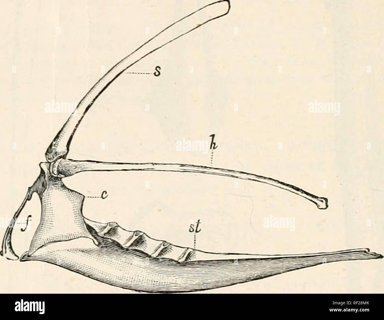 . Catalogue des oiseaux fossiles au British Museum (Natural History). Hcsperoniis regalis. à gauche de p-ilvis ; du Crétacé tho du Kansas. . Il, iliiiiii iscbiuin ; est, [j'^ ;, pubis ; p, de processus pectiné ; n'a, l'acétabulum. {Après Marsh.) Fig. 51.. Rcr/Hespcrornis alis. à gauche de la ceinture pectorale et le sternum ; à partir de la limite du Crétacé du Kansas, i. s, de l'omoplate ; h, humérus ; c, l'Apophyse coracoïde ; /, furcula ; sf, sternum. {Après Marsh.) A. 30. Casting du fémur gauche. Figure originale par Marsh, Jo). cit. pi. xiii.  ; Voir fig. 49 E., permettant la condition de l'extrémité proximale Banque D'Images