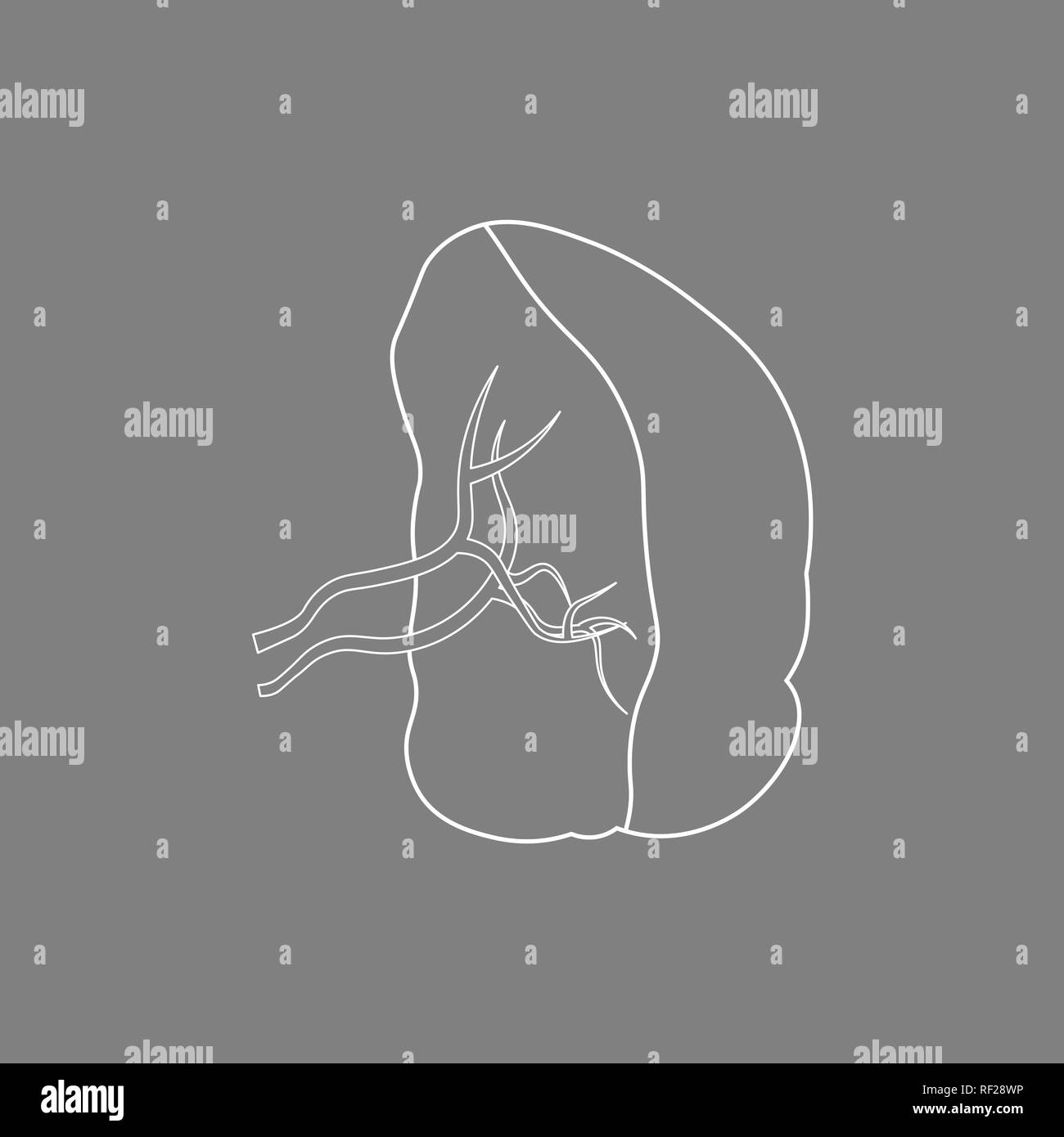 Silhouette d'un rate. Les organes internes. Vector Illustration médicale eps 10 Illustration de Vecteur