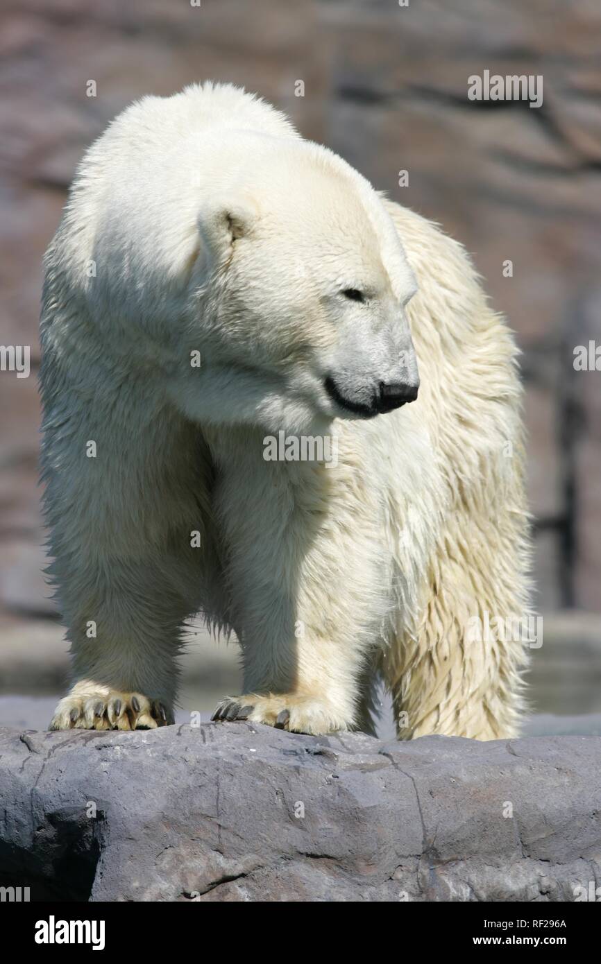 L'ours polaire (Ursus maritimus) dans l'habitat de l'Alaska à ZOOM Erlebniswelt, zoo moderne sans cages à Gelsenkirchen Banque D'Images