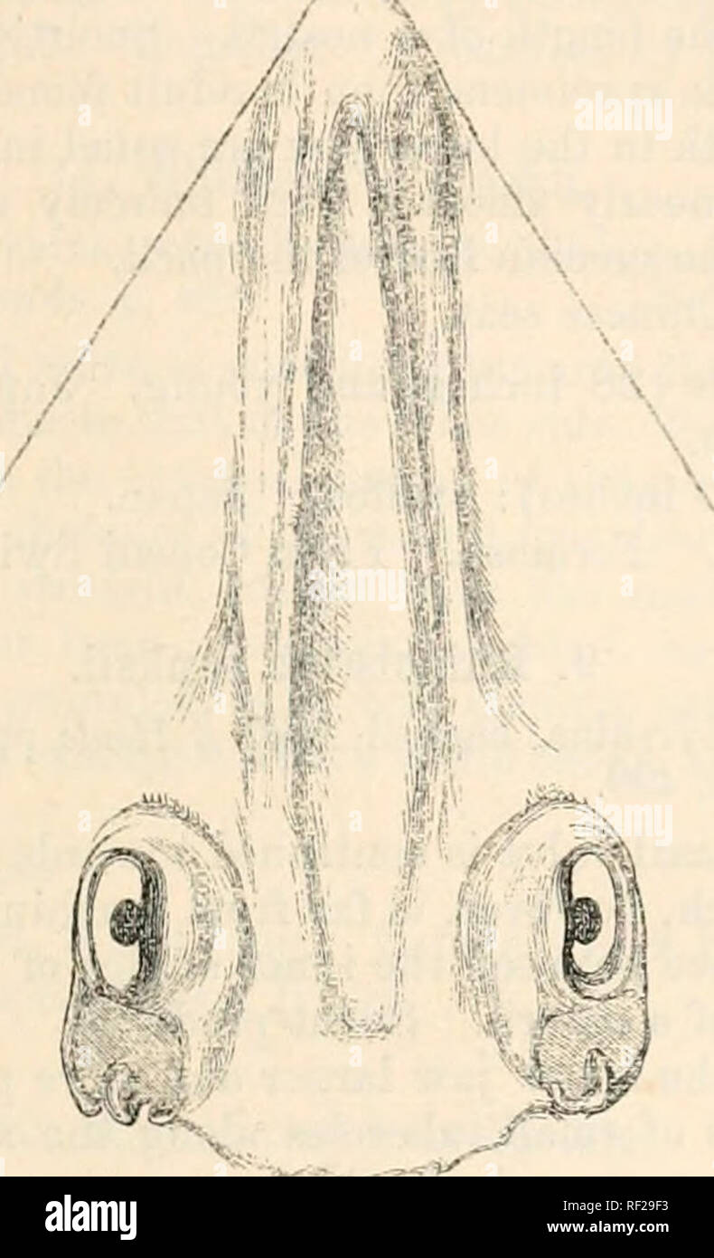 . Catalogue de la pêche dans le ... Musée. 3. RniNonATUS. 445 que la distance entre les angles intérieurs des narines, mais beaucoup moins que la longueur de la bouche, -ce qui est presque droit. Museau plutôt produite, la distance entre les angles extérieurs des narines étant les deux tiers de celle entre la bouche et la fin /'"N,. / Du museau. Retour près de doux, avec une série de petites, i)olislied, déprimé épines le long de la ligne médiane. Même épines sur la marge orbitale et sur l'épaule. Les deux crêtes frontales sont étroites et séparées par un très large rainure dans leur ensemble le Banque D'Images