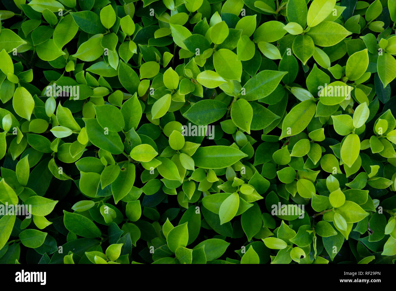 Tissu de fond vert. La texture des feuilles. Banque D'Images
