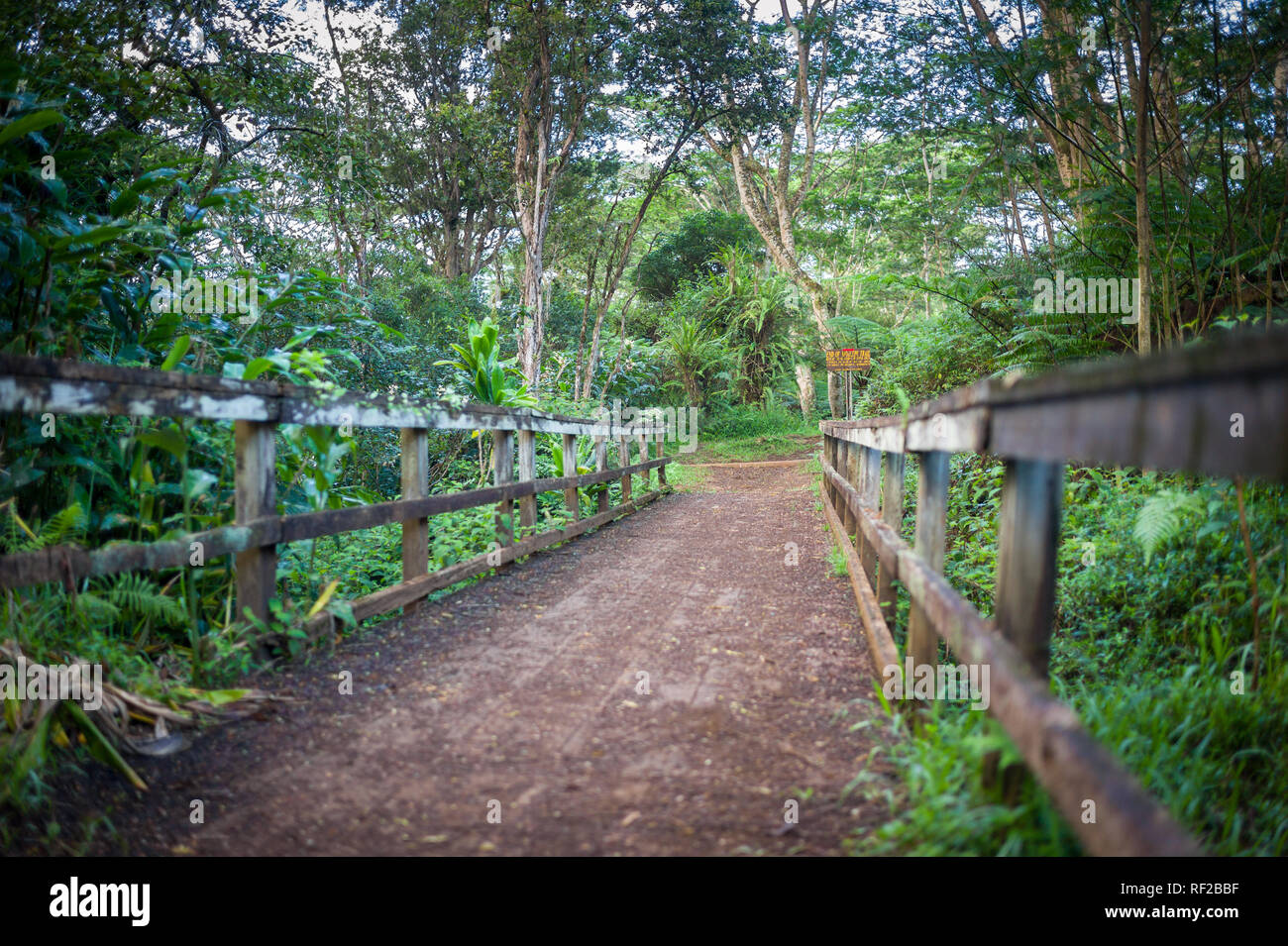 Le Kuilau Ridge Trail explore l'intérieur montagneux pittoresque de Kauai à Hawaii, United States. Banque D'Images