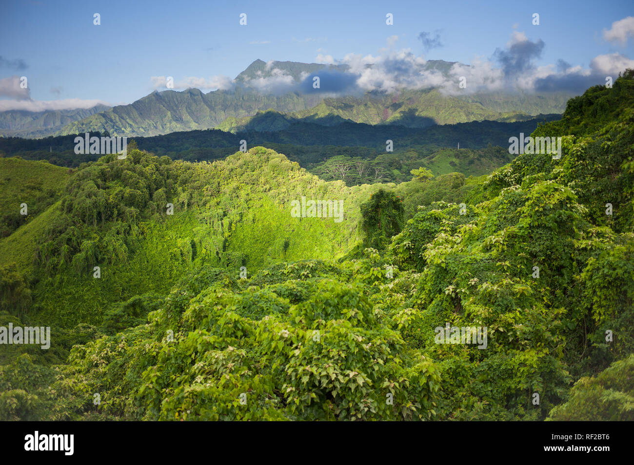 Le Kuilau Ridge Trail explore l'intérieur montagneux pittoresque de Kauai à Hawaii, United States. Banque D'Images