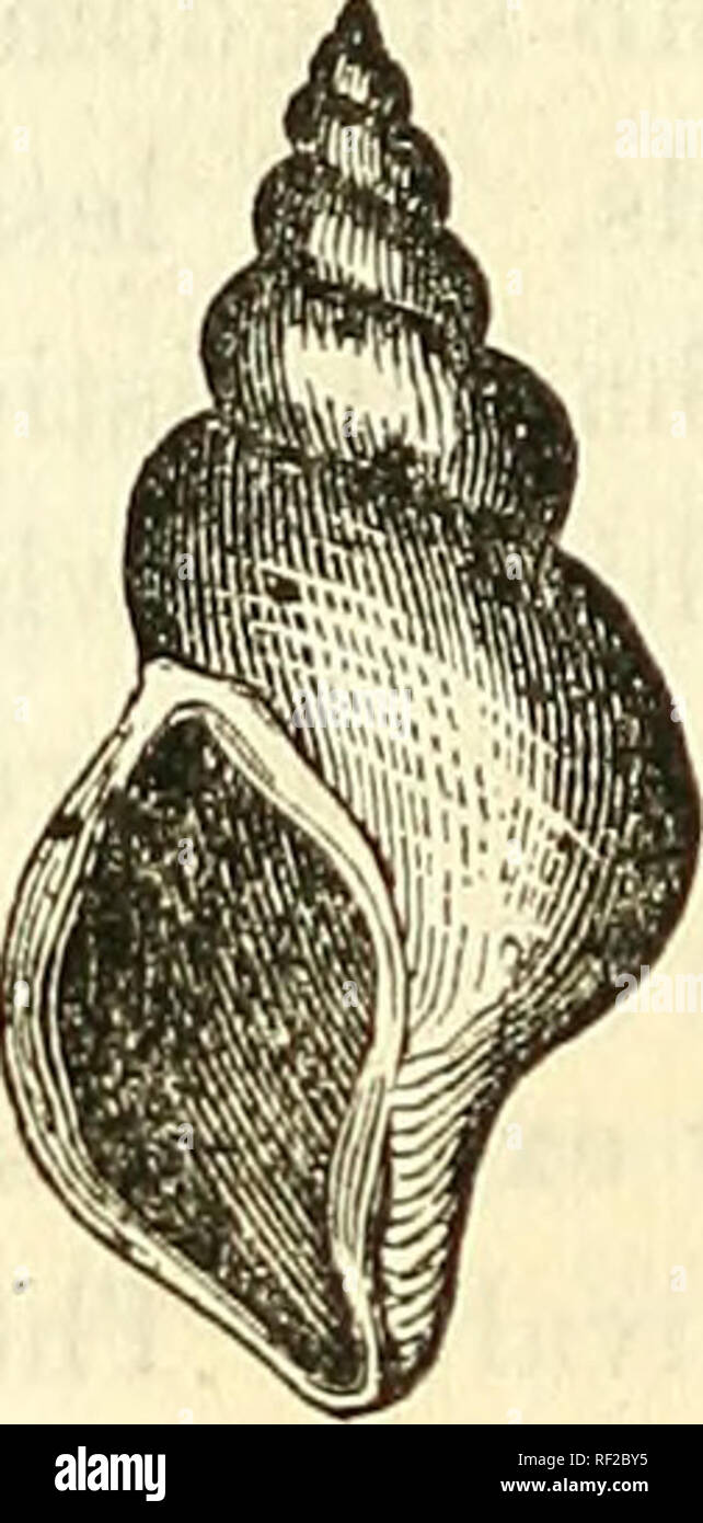 . Catalogue des moulages de fossiles, des principaux musées de l'Europe et l'Amérique, avec de courtes descriptions et illustrations. Les fossiles. Ce genre, de près de vingt fois plus d'abondance- dant dans l'ancien temps géologiques que dans nos propres, a été représenté au cours de la période du crétacé par certaines formes extrêmes, dont la présente speci- est l'un des hommes. À partir de la Réserve Naturelle Gault, Folkestone, en Angleterre, et maintenant dans le secteur de l'armoire géologiques M. Ward, Kochester. Le prix, $0.50. N° 609. Pyrula melongena, Gratioioup. Un beau spécimen du Miocène supérieur, Saucats, France, et maintenant à l'Ward Museum, Université de Banque D'Images